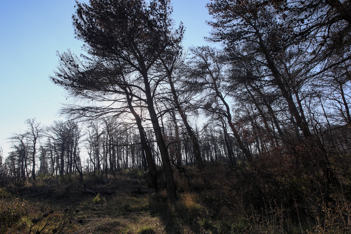 Φωτιές στην Αττική: 11 μεγάλες πυρκαγιές έκαψαν 550.000 στρ. δάσους σε 7 χρόνια (χάρτης)
