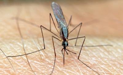Ποιους προτιμούν τελικά τα θηλυκά κουνούπια;
