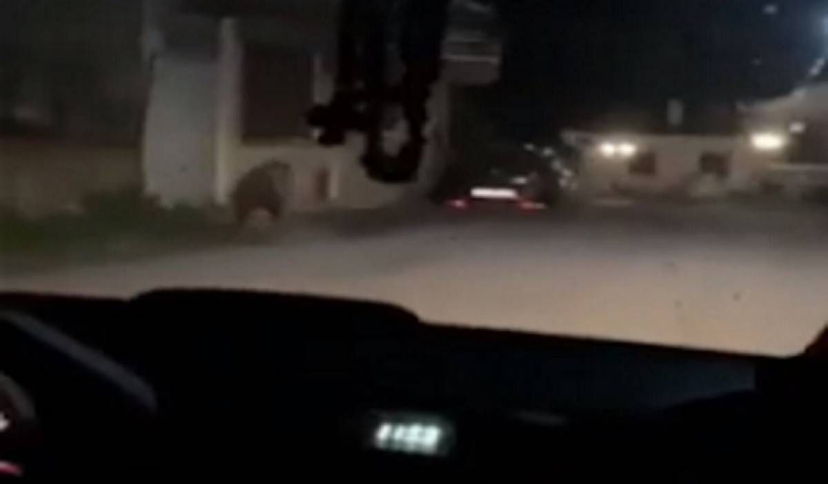 Καστοριά: Η στιγμή που μεγάλη αρκούδα εμφανίζεται μπροστά σε αυτοκίνητο στο κέντρο του χωριού