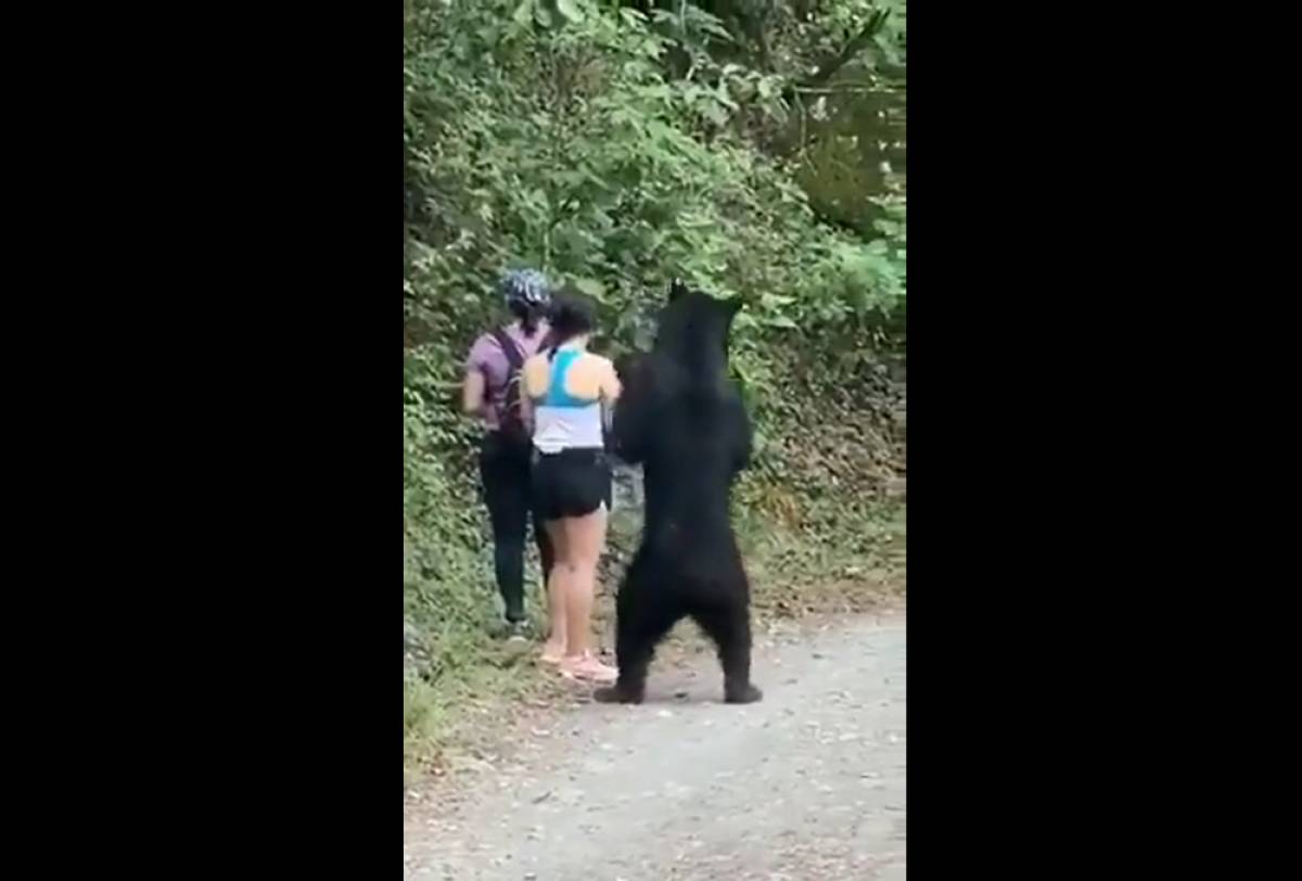 Η στιγμή που ομάδα πεζοπορίας πέφτει πάνω σε αρκούδα
