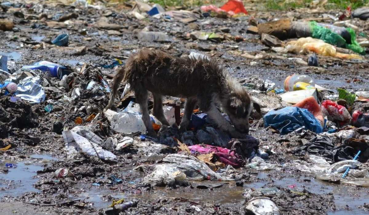 Εικόνες ντροπής στην Ξάνθη: Εκατοντάδες αδέσποτα στη χωματερή - «Τρώει το ένα το άλλο»