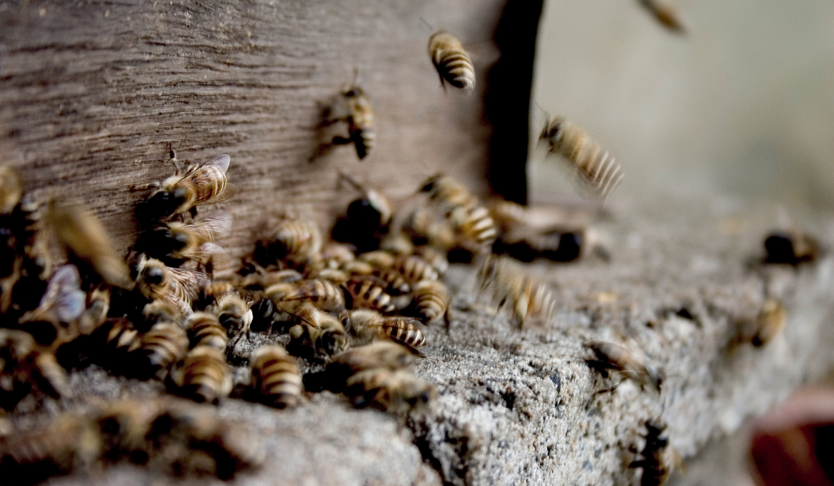 Λήμνος: Πέθανε μετά από τσιμπήματα μελισσών