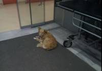Βόλος: Σκυλίτσα - «Xάτσικο» περιμένει πέντε χρόνια το αφεντικό της που πέθανε