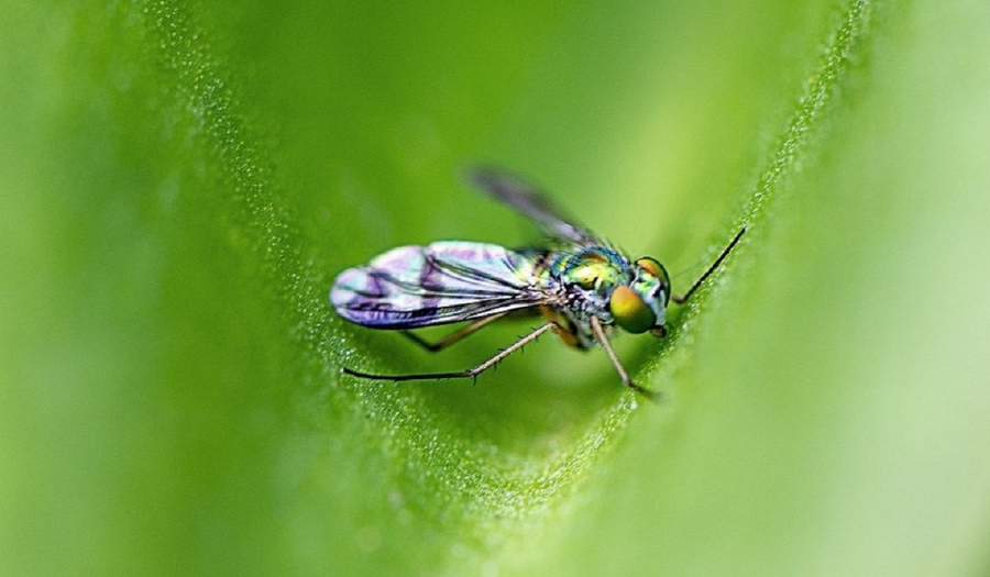Παρασιτικός μύκητας έλκει τις αρσενικές μύγες να ζευγαρώνουν με νεκρές θηλυκές