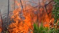 Υπό έλεγχο η πυρκαγιά στις Καρυές Σαμοθράκης