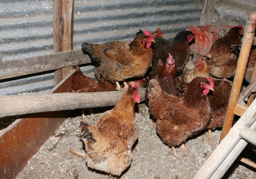 Γρίπη των πτηνών AH5N8: Καταγράφηκε στη Ρωσία το πρώτο περιστατικό ανθρώπινης μόλυνσης