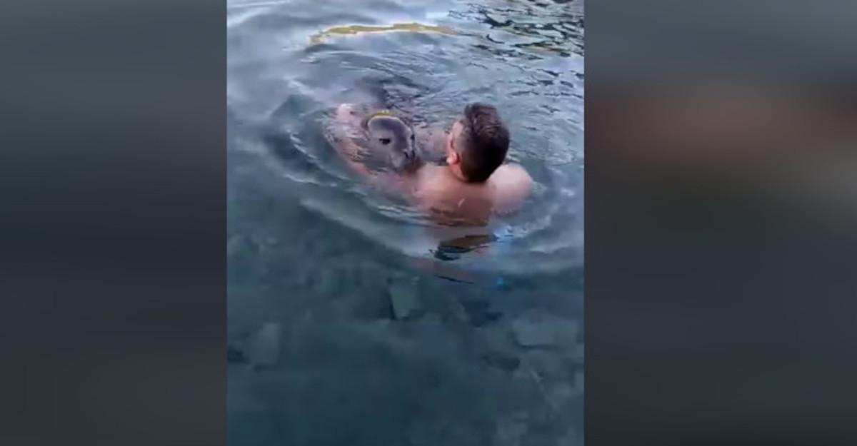 Αλόννησος: Νεογέννητη φώκια παίζει με κολυμβητή και γίνεται viral (Βίντεο)
