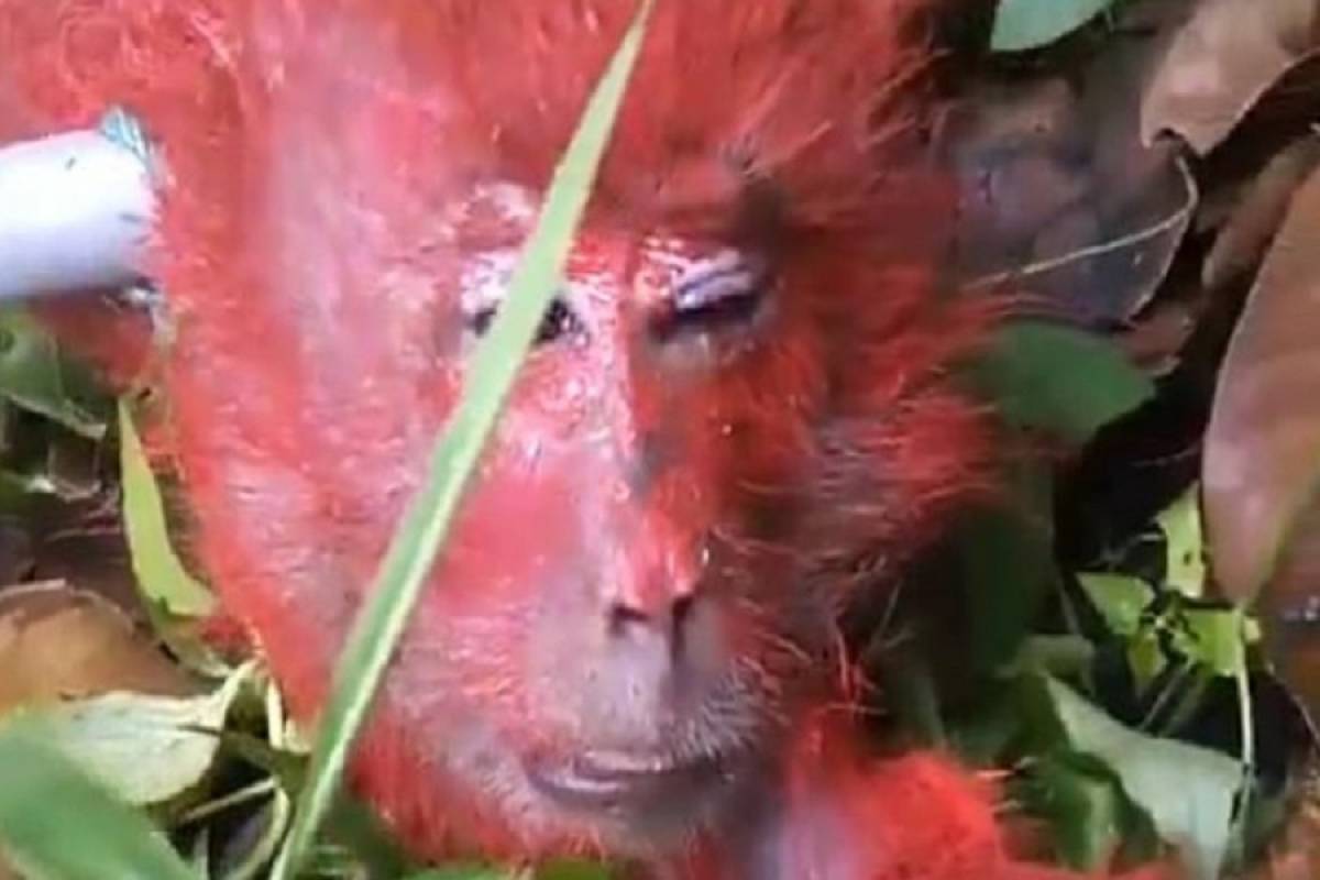 Έβαψε κόκκινη μία μαϊμού επειδή του έκλεψε ένα φρούτο