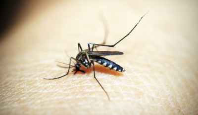 Ο καιρός των κουνουπιών: Δείτε τον δείκτη «επίθεσης» στην περιοχή σας