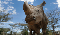 Κένυα: H μεγαλύτερη απογραφή ζώων που έγινε ποτέ