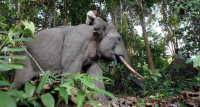 Γιατί οι ελέφαντες δεν παθαίνουν καρκίνο - Τι έδειξε νέα έρευνα