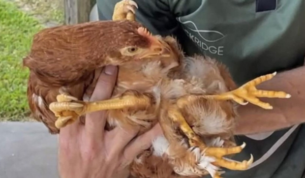 Φιλόζωοι διέσωσαν σπάνιο τετράποδο κοτόπουλο - Δεχόταν bullying από τις άλλες κότες