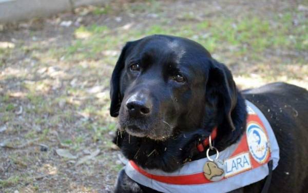 Πέθανε η Λάρα, ο πρώτος σκύλος οδηγός τυφλών στην Ελλάδα