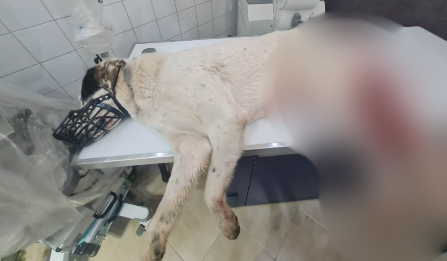 Κτηνωδία στην Πάτρα: Πυροβόλησαν σκύλο εξ επαφής - Τον γέμισαν σκάγια