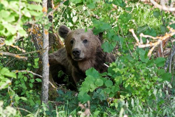 Ωμότητα στην Κοζάνη: Αποκεφάλισαν έγκυο αρκούδα