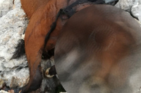 Πάρνηθα: Προσπάθειες να ανασυρθούν τα νεκρά άλογα από την χαράδρα
