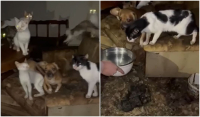 Φρίκη στο Αγρίνιο: Σπίτι - κολαστήριο για δεκάδες γάτες και σκύλους - Σοκαριστικές εικόνες