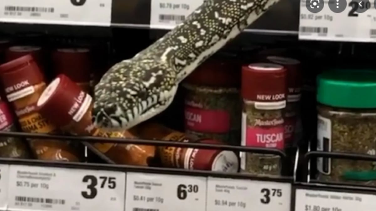 Σίδνεϊ: Γιγάντιος πύθωνας σκόρπισε τον τρόμο σε σούπερ μάρκετ (Βίντεο)