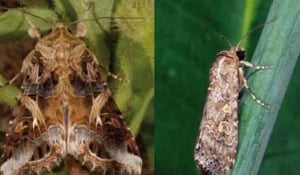Spodoptera frugiperda: Επικίνδυνη πεταλούδα σε 7 περιοχές της Ελλάδας