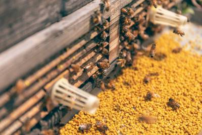 Έκλεψαν κυψέλες μελισσών άνω των 1.000 ευρώ