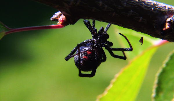 Σέρρες: Αράχνη «μαύρη χήρα» τσίμπησε αγρότη - Μαραθώνιος για το αντίδοτο