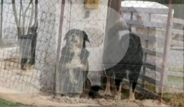 Θεσσαλονίκη: Το βαρύ ποινικό «βιογραφικό» του ιδιοκτήτη των σκύλων που κατασπάραξαν την 50χρονη