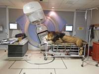 Κλινική φιλοξενεί ένα λιοντάρι με καρκίνο και συγκινεί όλο το διαδίκτυο