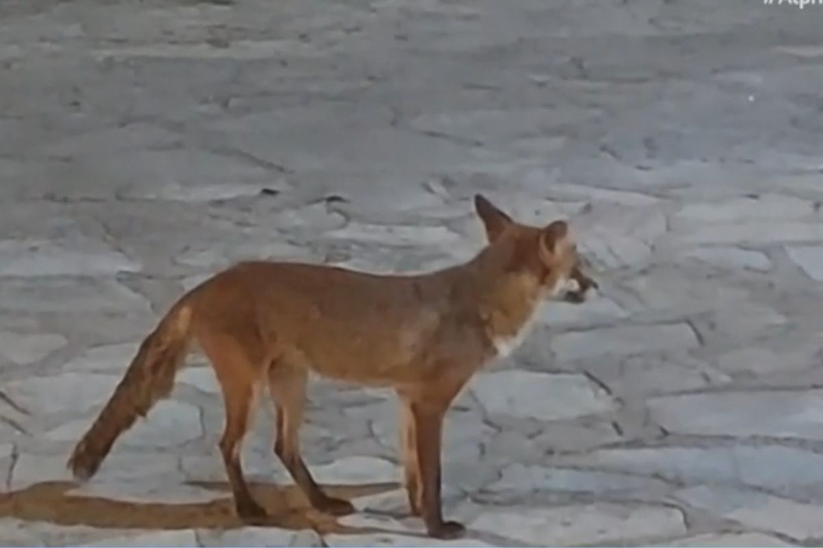 Τι γυρεύει η αλεπού στην καφετέρια; (βίντεο)