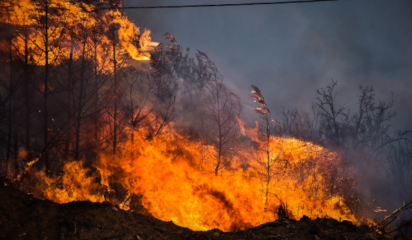 Φωτιές: Η κλιματική αλλαγή δεν καίει τα δάση, αλλά η έλλειψη στρατηγικού σχεδιασμού