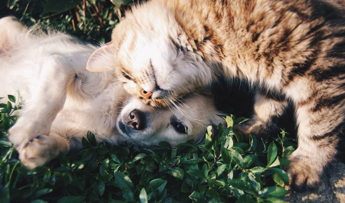 Κορονοϊός: Μπορούν να κολλήσουν οι σκύλοι και οι γάτες; Τι ισχύει για την μετάδοση σε άνθρωπο