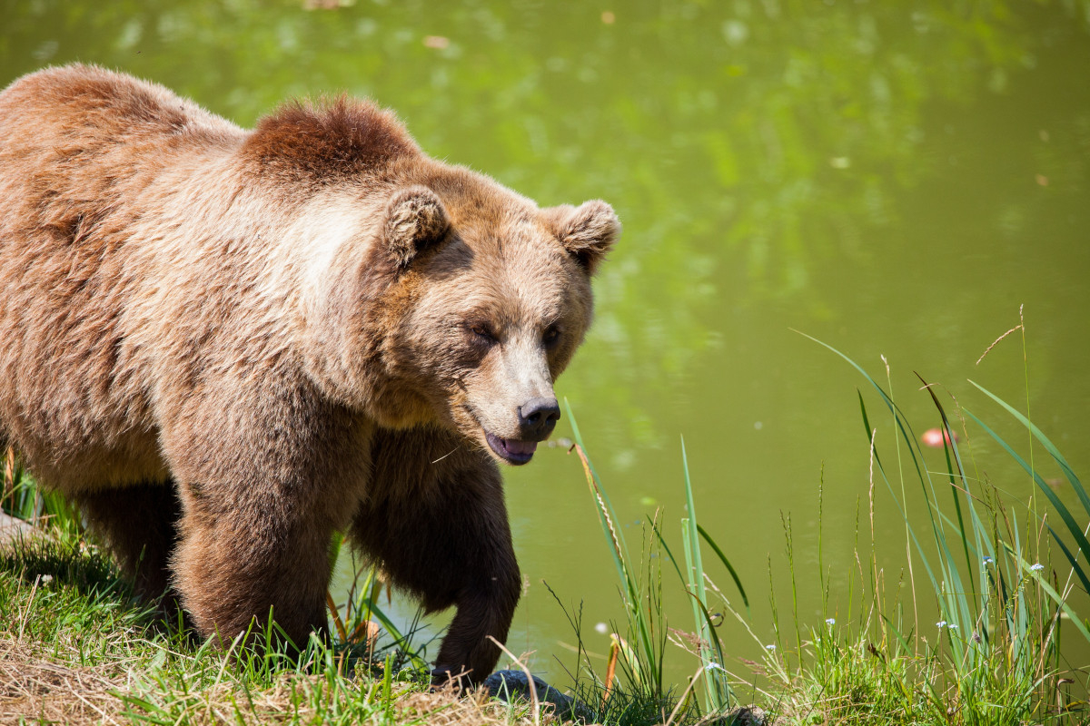 Ιταλία: Δεν θα θανατωθεί η καφέ αρκούδα που σκότωσε 26χρονο
