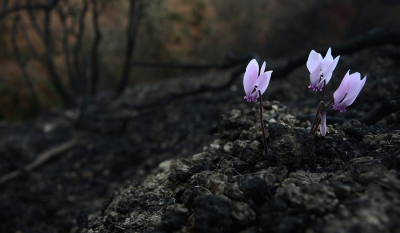 Δύο μήνες μετά τη φωτιά της Βαρυμπόμπης το πλατανόδασος ξαναγεννιέται (Φωτογραφίες)