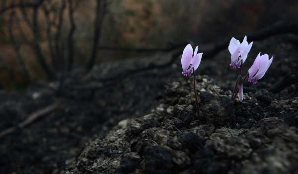 Δύο μήνες μετά τη φωτιά της Βαρυμπόμπης το πλατανόδασος ξαναγεννιέται (Φωτογραφίες)