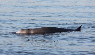 Ρόδος: Νεκρή φάλαινα - ζιφιός, είχε καταναλώσει μεγάλη ποσότητα πλαστικών