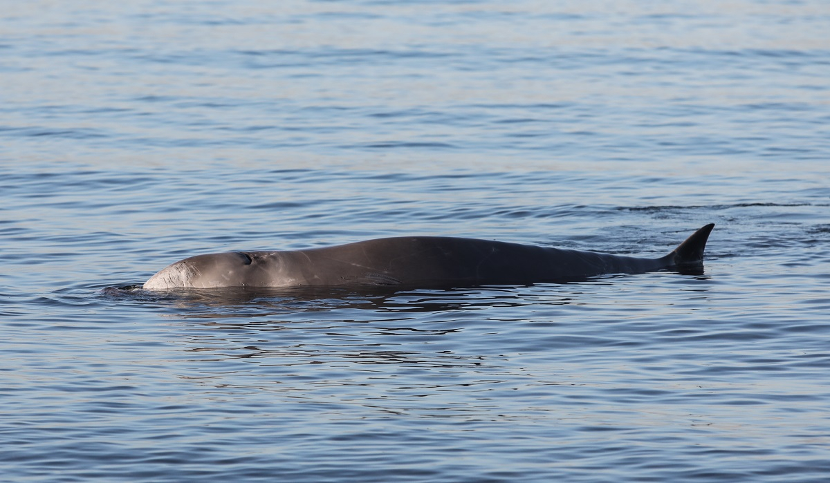 Ρόδος: Νεκρή φάλαινα - ζιφιός, είχε καταναλώσει μεγάλη ποσότητα πλαστικών