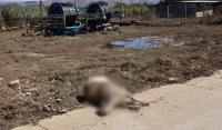 Είκοσι μέρες μετά τον Daniel και εκατοντάδες νεκρά ζώα παραμένουν άταφα στη Θεσσαλία