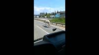 Άλογο κυκλοφορούσε τραυματισμένο στους δρόμους της Θεσσαλονίκης (Βίντεο)