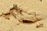 Σαχάρα: Αυτό είναι ο πιο γρήγορο μυρμήγκι στον κόσμο - Η ταχύτητά του (Βίντεο)
