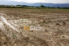 Λαμία: Χαλάζι σάρωσε τις καλλιέργειες - Εικόνες καταστροφής (Βίντεο)
