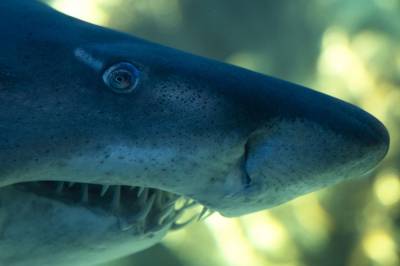ΗΠΑ: Λευκός καρχαρίας σκότωσε 63χρονη κολυμβήτρια ανοιχτά του Μέιν