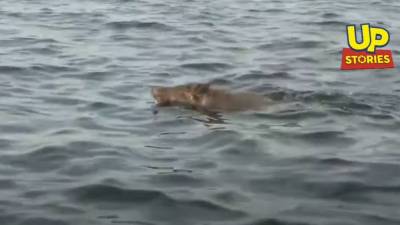 Απίστευτο: Ψαράδες βρήκαν αγριογούρουνο να κολυμπά μεσοπέλαγα στη Φθιώτιδα