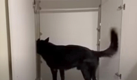 Αστυνομικός σκύλος «ξετρύπωσε» ναρκωτικά από ειδική κρυπτή μέσα σε ντουλάπα (Βίντεο)