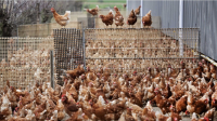 Γρίπη των πτηνών: Πόσο επικίνδυνη μπορεί να γίνει - Τι ανησυχεί τους ειδικούς