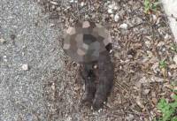 Νεκρό βρέθηκε αρκουδάκι στα Γρεβενά