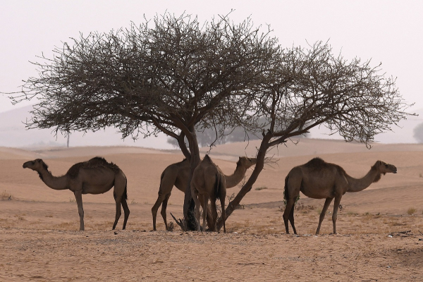 Με καμήλες αντί για άλογα απαντά στην «πόρτα» του Μητσοτάκη o Μηταράκης