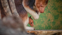 Βρετανία: Γεννήθηκε σε ζωολογικό κήπο σπάνιο είδος καγκουρό