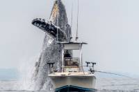 Η φάλαινα που αναδύεται δίπλα στη βάρκα ανυποψίαστου ψαρά