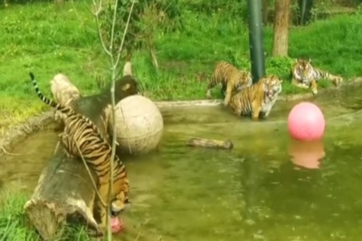 Ζωολογικός Κήπος Λονδίνου: Νεαρές τίγρεις μαθαίνουν κολύμπι για πρώτη φορά (βίντεο)