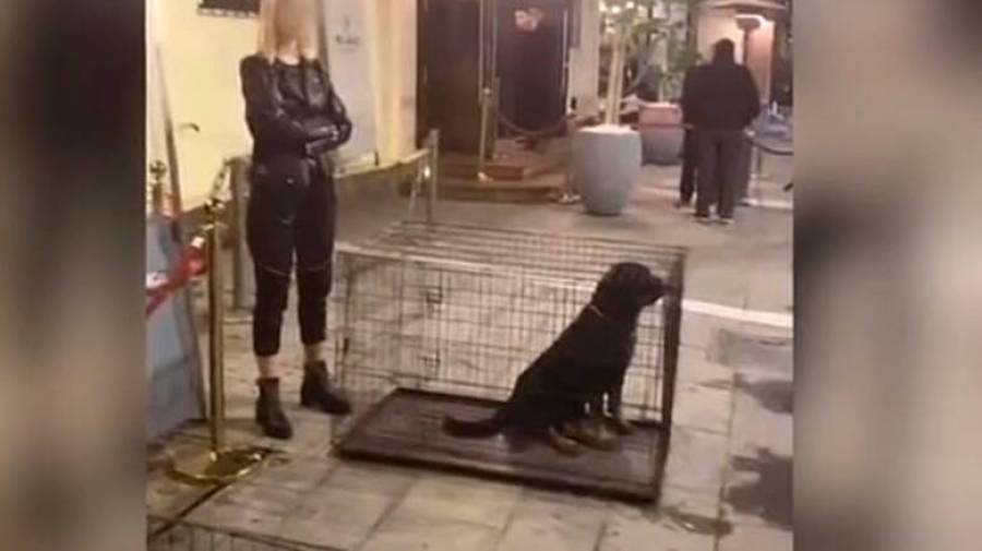 Σάλος με τα σκυλιά σε κλουβί σε λαδάδικα στην Θεσσαλονίκη (video)