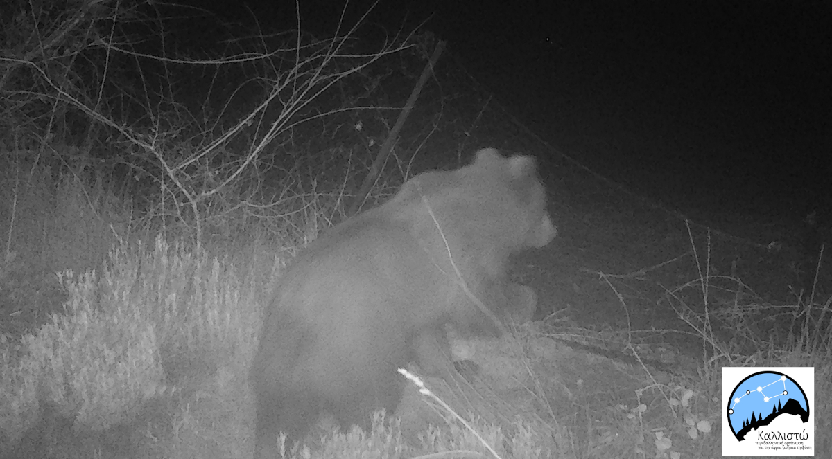 Πεινασμένη αρκούδα αλά Γουίνι - Έφαγε 40 κιλά μέλι στο όρος Πάικο! (εικόνες)